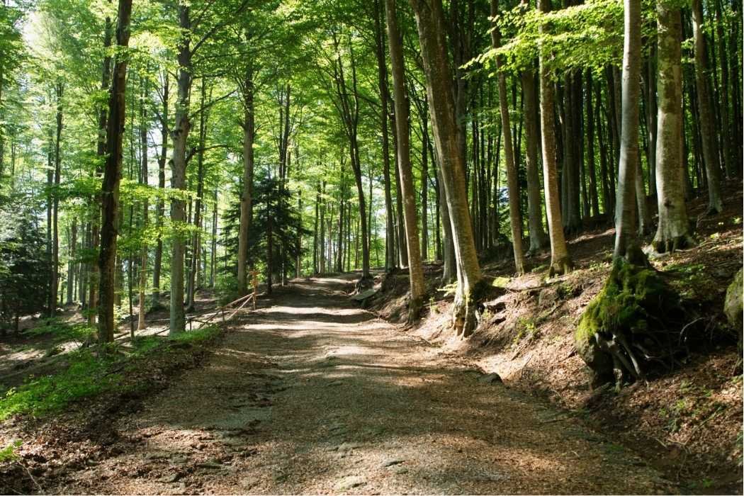 Toskana Geheimtipps Monte Amiata Wälder